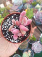 Pachysedum gonzou variegado - Miniatura 1