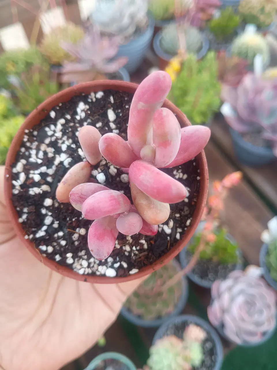 Pachysedum gonzou variegado 1