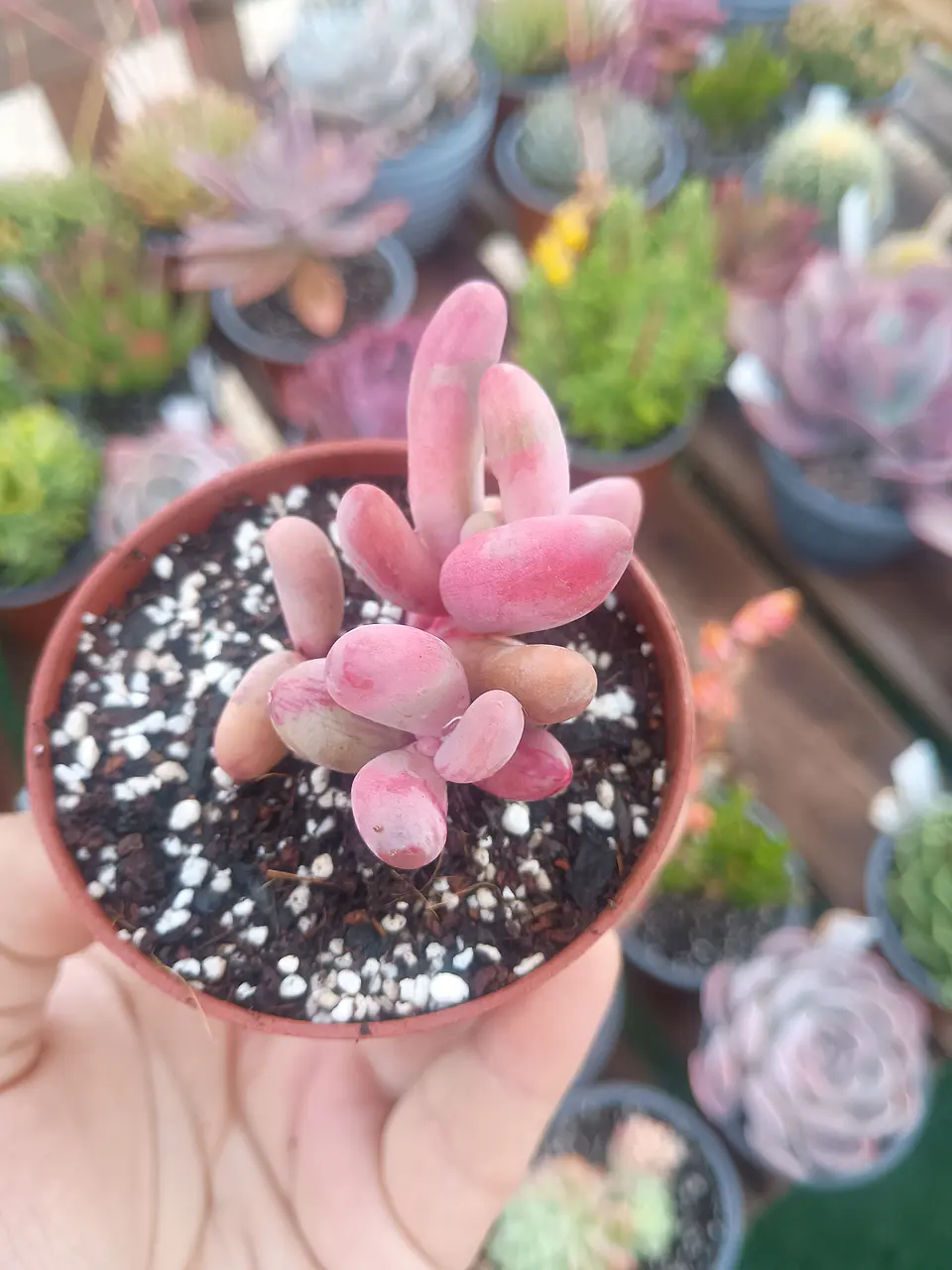 Pachysedum gonzou variegado 2