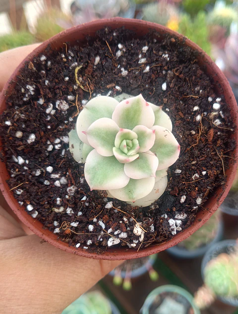 Sedeveria rolly variegada