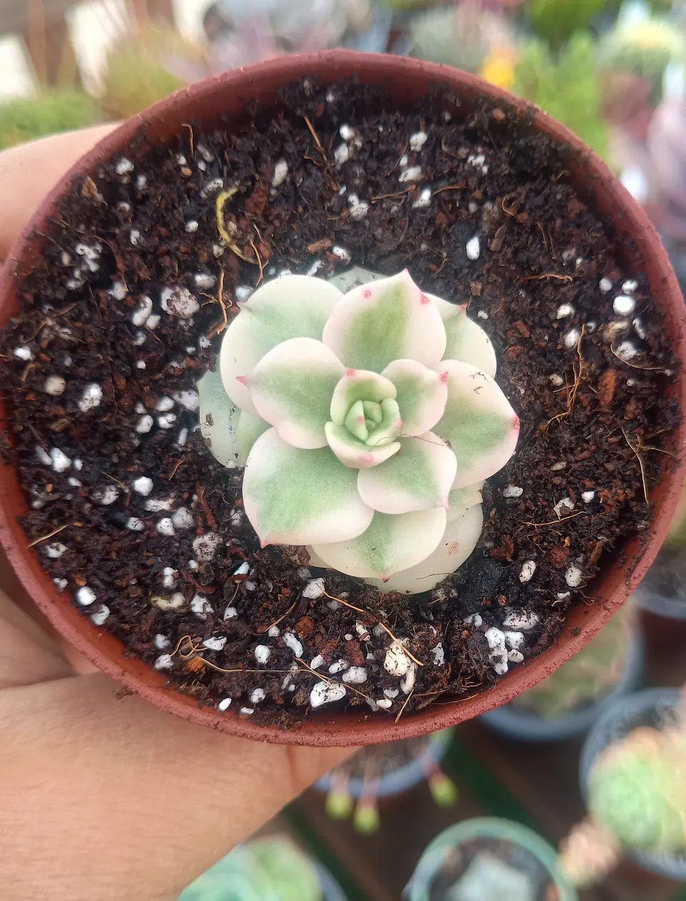 Sedeveria rolly variegada 1
