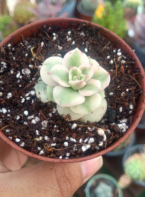 Sedeveria rolly variegada
