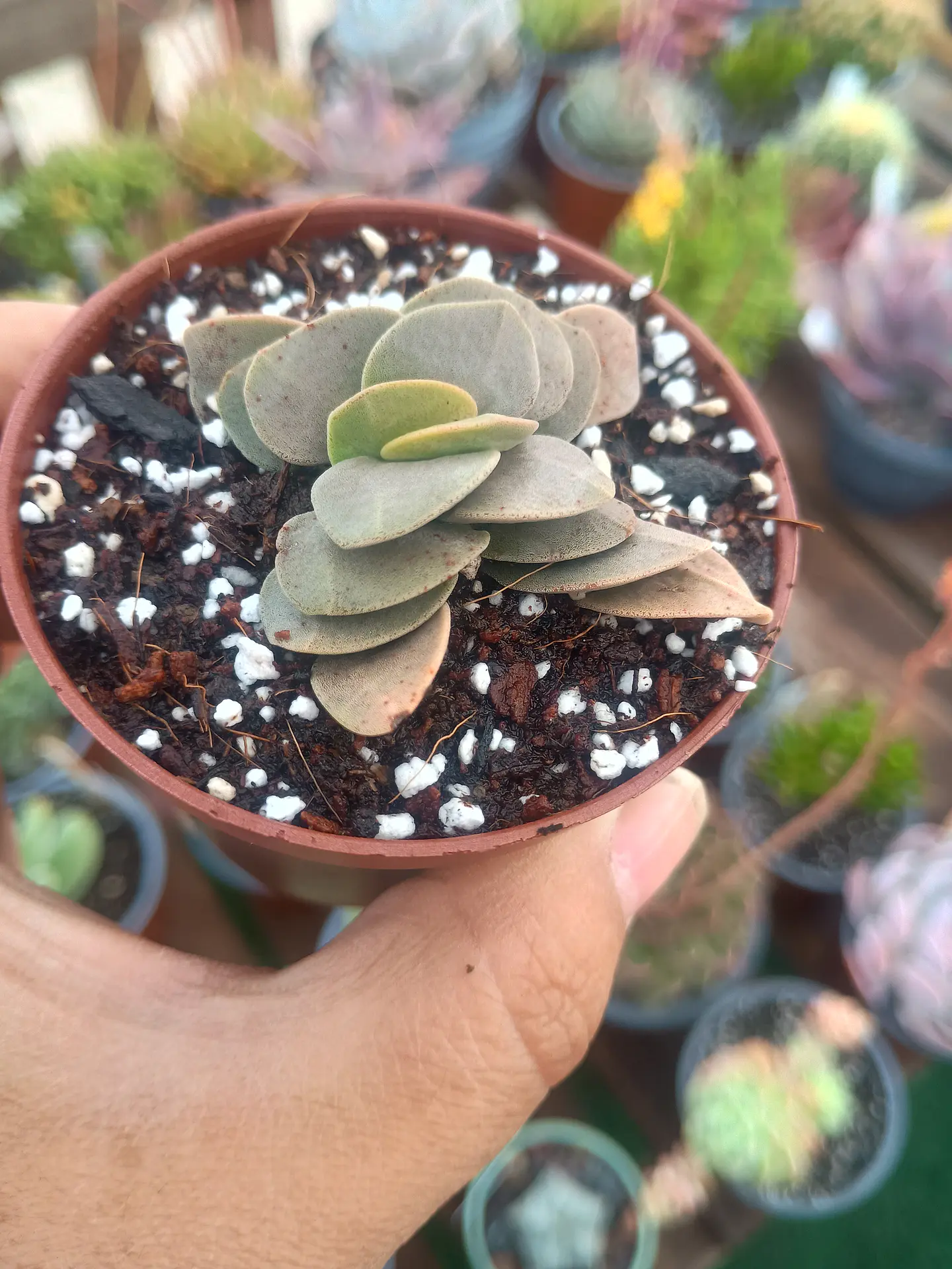 Crassula Morgans beauty 1
