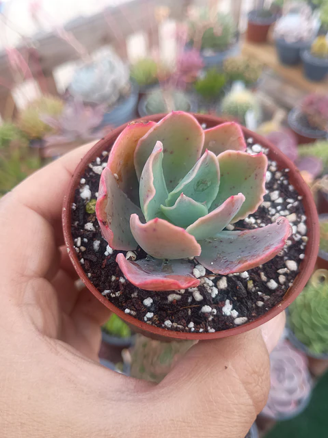Echeveria red ruffles (rulosa)