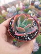 Echeveria red ruffles (rulosa) - Miniatura 1