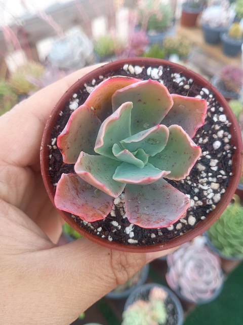 Echeveria red ruffles (rulosa)