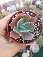 Echeveria red ruffles (rulosa) - Miniatura 2