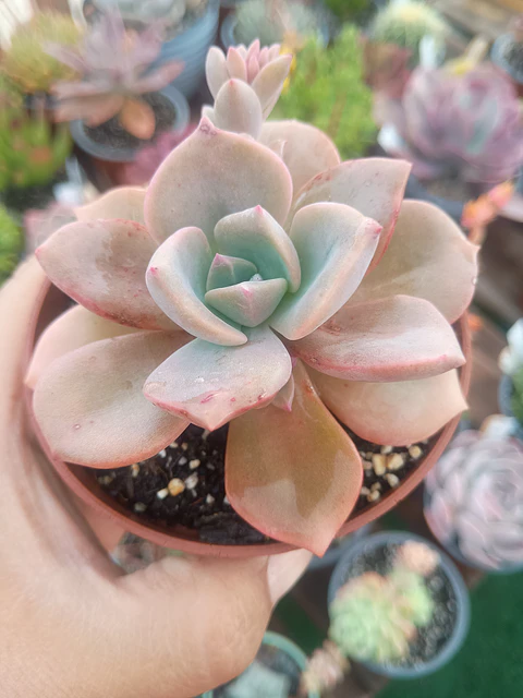 Graptoveria Mr richard