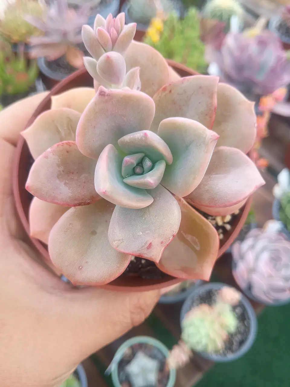 Graptoveria Mr richard 2