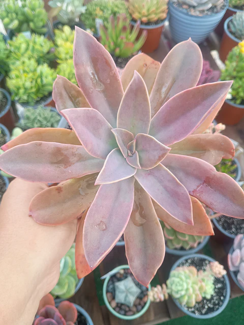 Graptoveria Fred ives XL