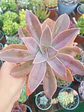 Graptoveria Fred ives XL - Miniatura 1