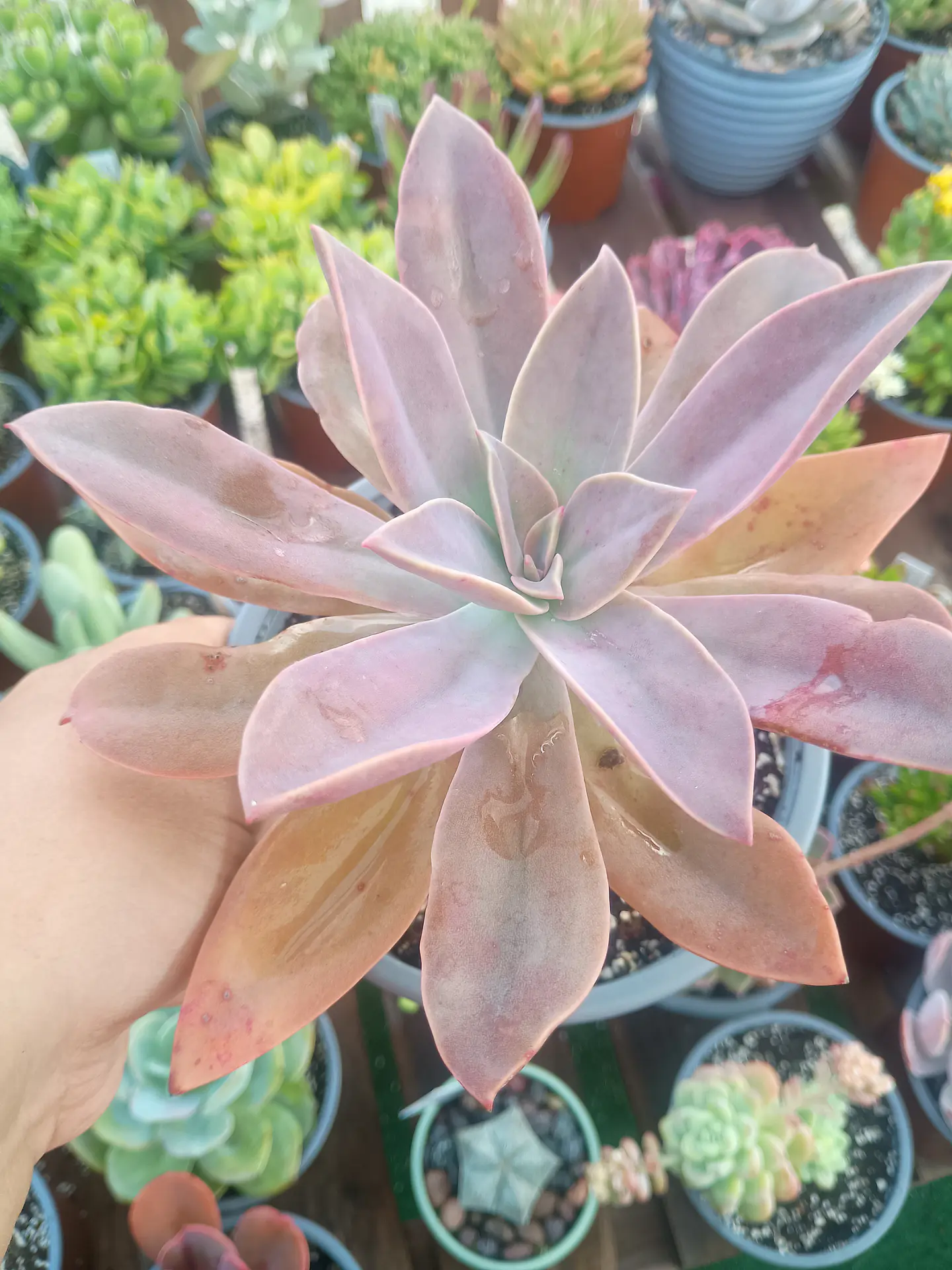 Graptoveria Fred ives XL 2