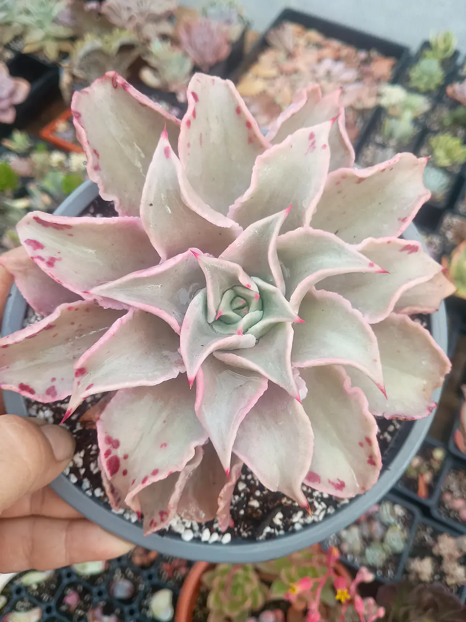 Echeveria Madiba 1