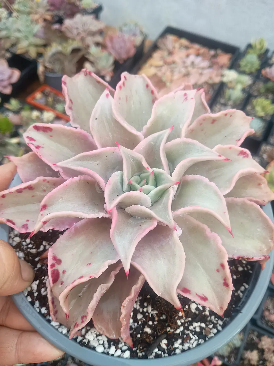 Echeveria Madiba 2