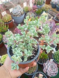 Oscularia deltoides - Miniatura 1