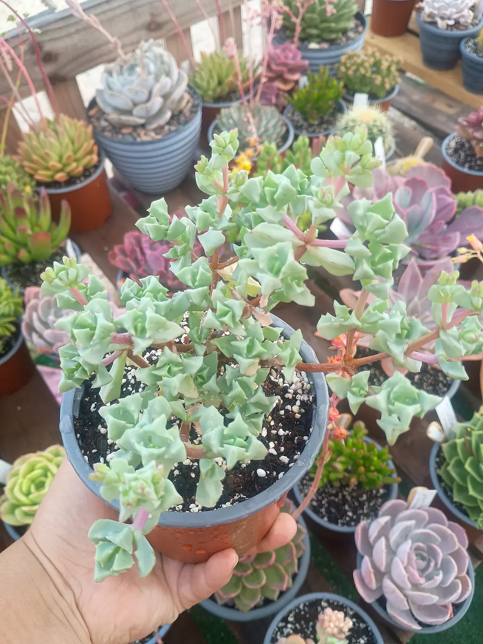 Oscularia deltoides 1