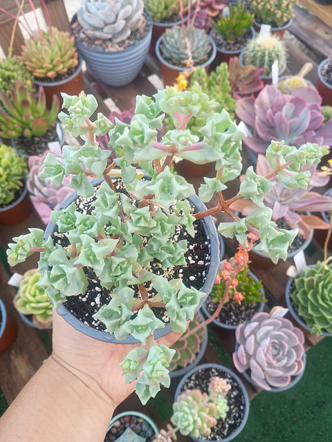 Oscularia deltoides