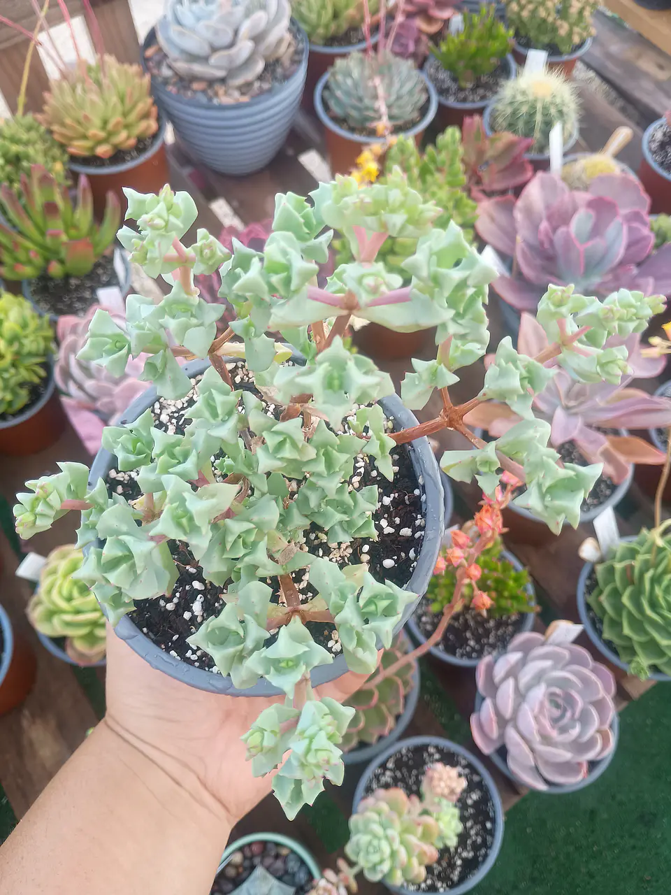 Oscularia deltoides 2