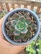 Echeveria ssp - Miniatura 1