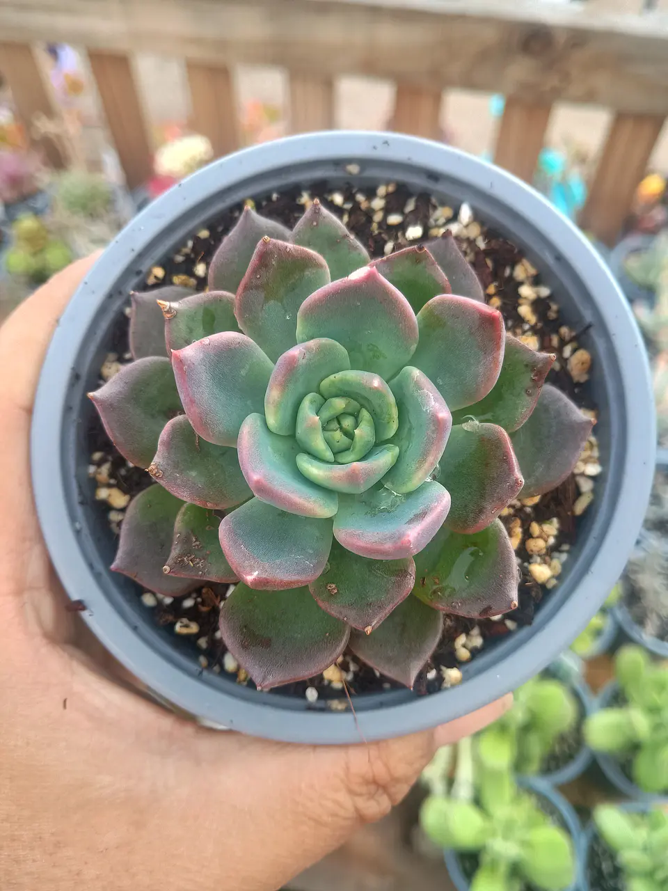 Echeveria ssp 1