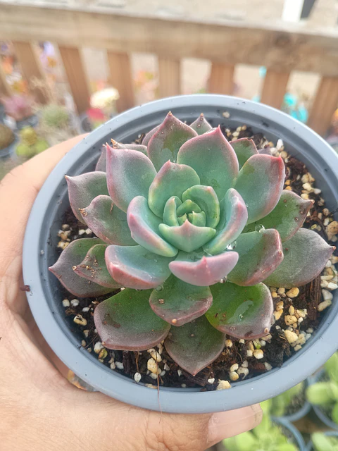Echeveria ssp