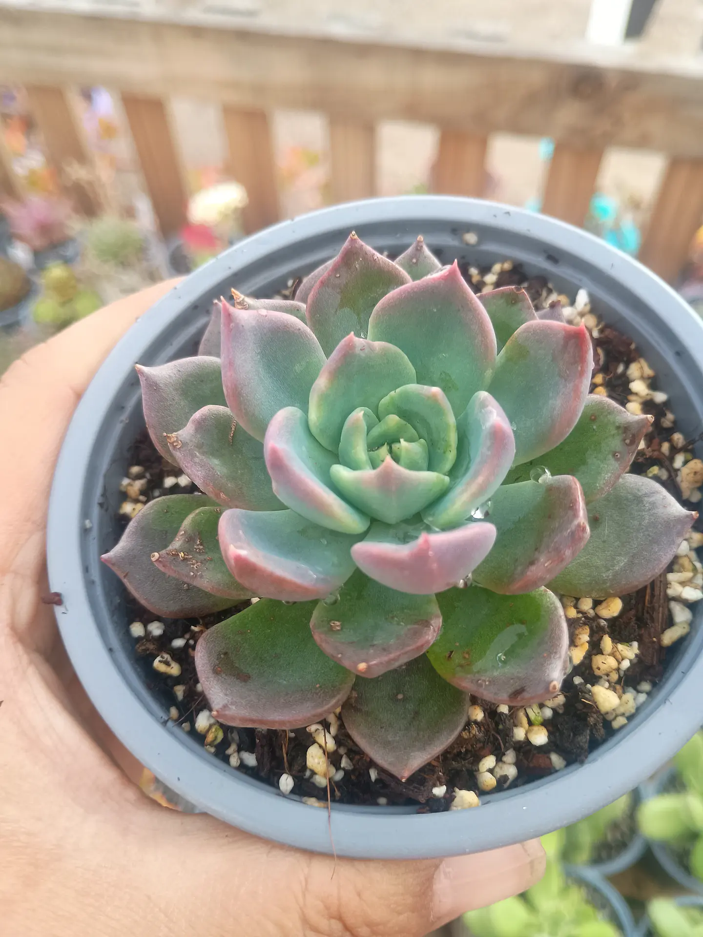 Echeveria ssp 2