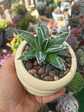 Agave Victoria Reginae - Miniatura 2