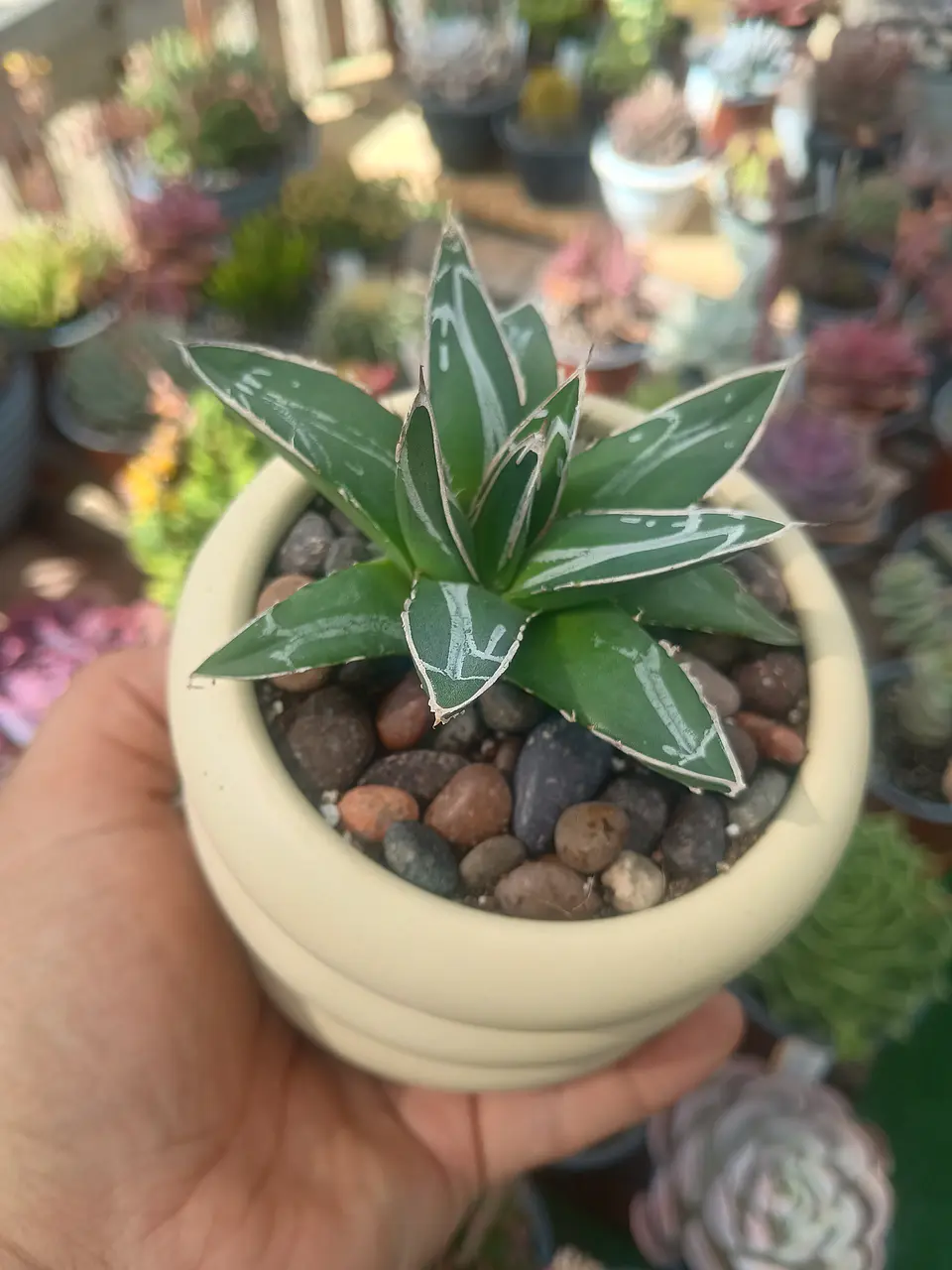 Agave Victoria Reginae 2