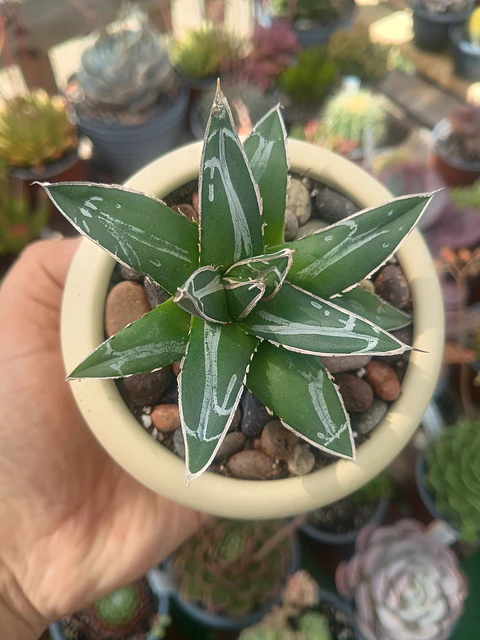 Agave Victoria Reginae