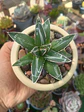 Agave Victoria Reginae - Miniatura 1