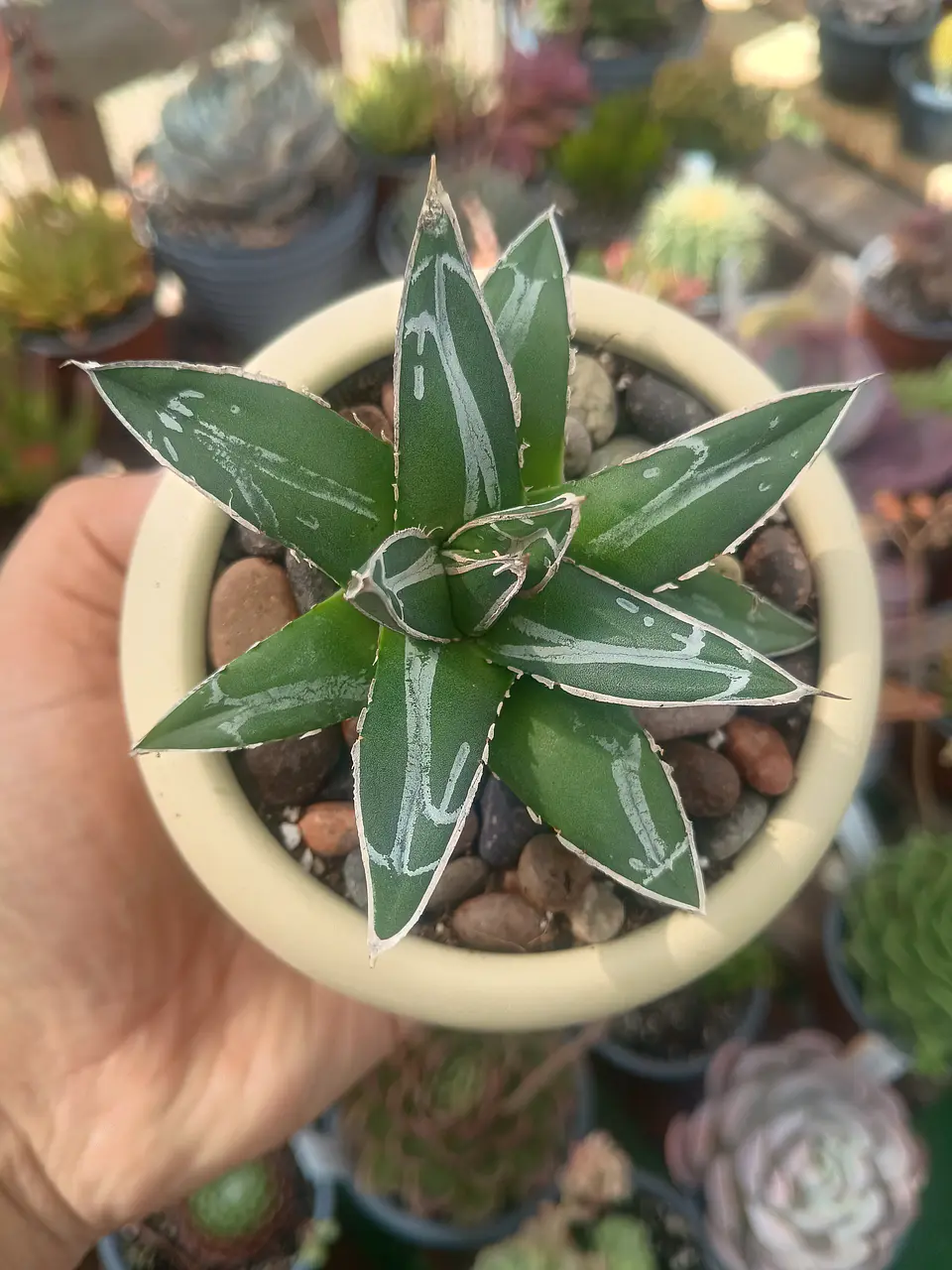 Agave Victoria Reginae 1
