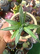 Agave Victoria Reginae  - Miniatura 1