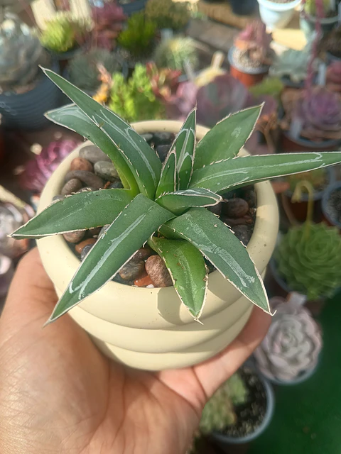 Agave Victoria Reginae 