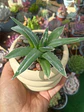 Agave Victoria Reginae  - Miniatura 2