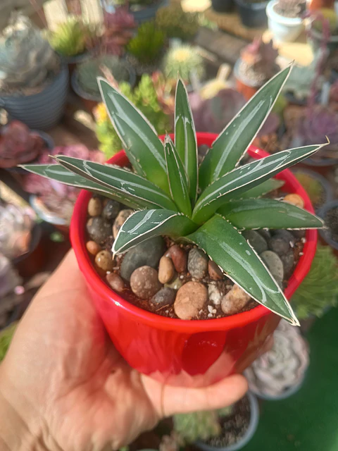 Agave Victoria Reginae 