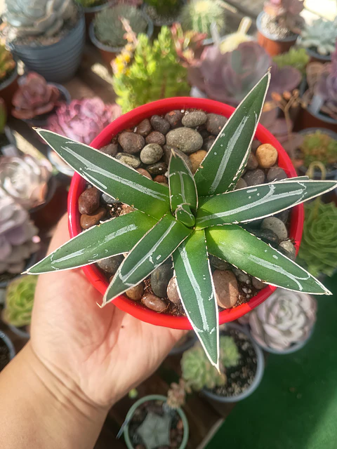 Agave Victoria Reginae 