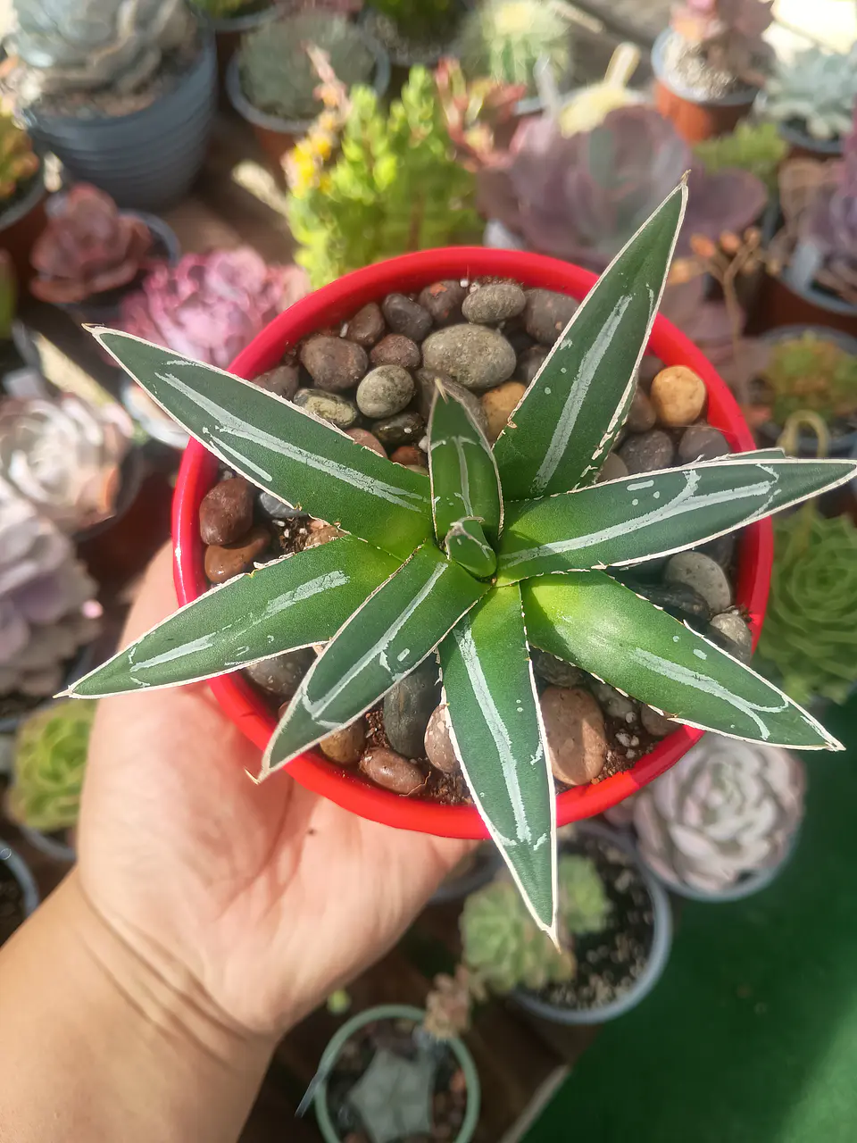 Agave Victoria Reginae  1