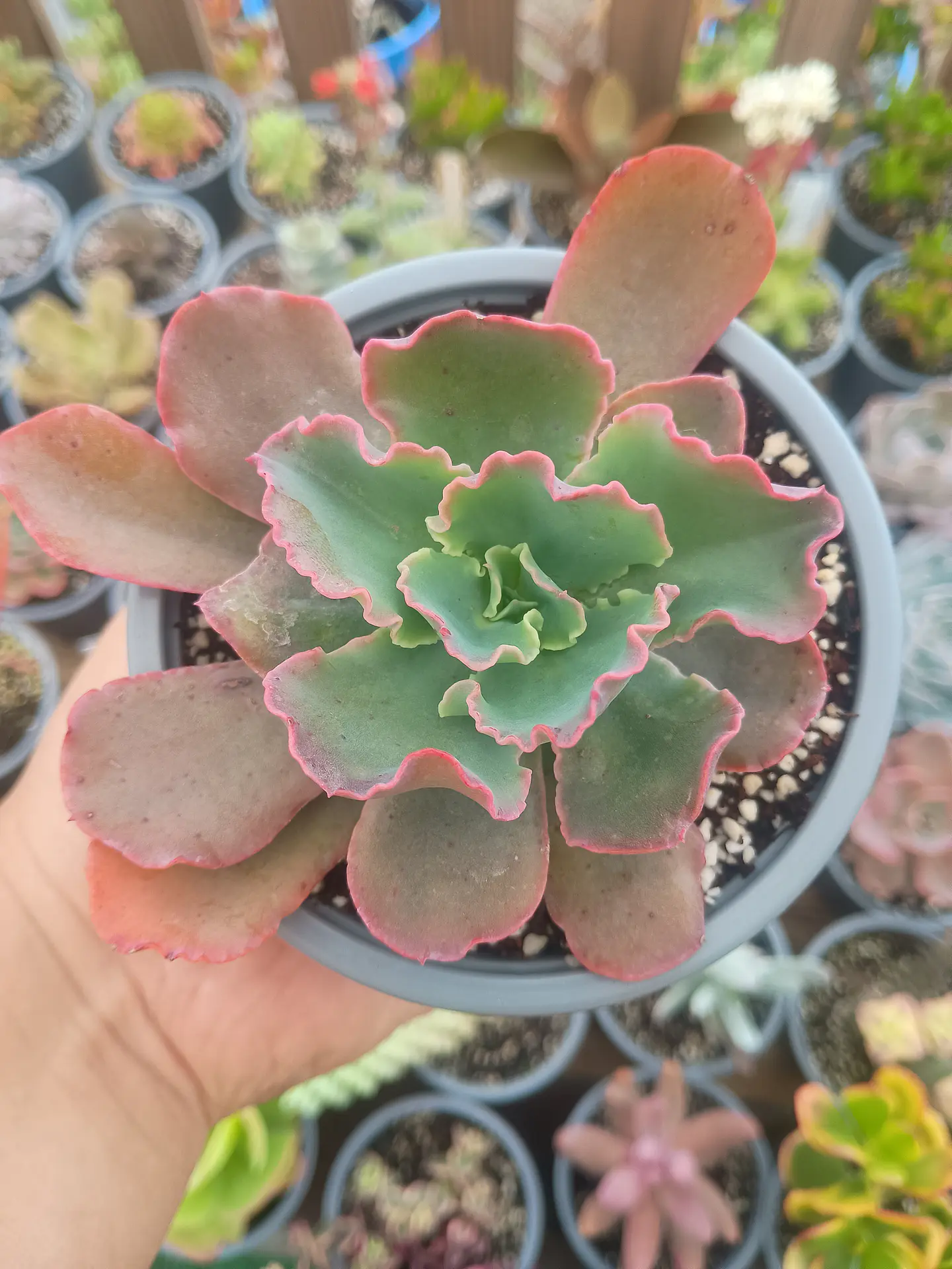 Echeveria Red Ruffles (rulosa) 1