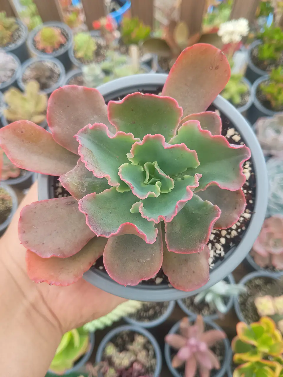 Echeveria Red Ruffles (rulosa) 1