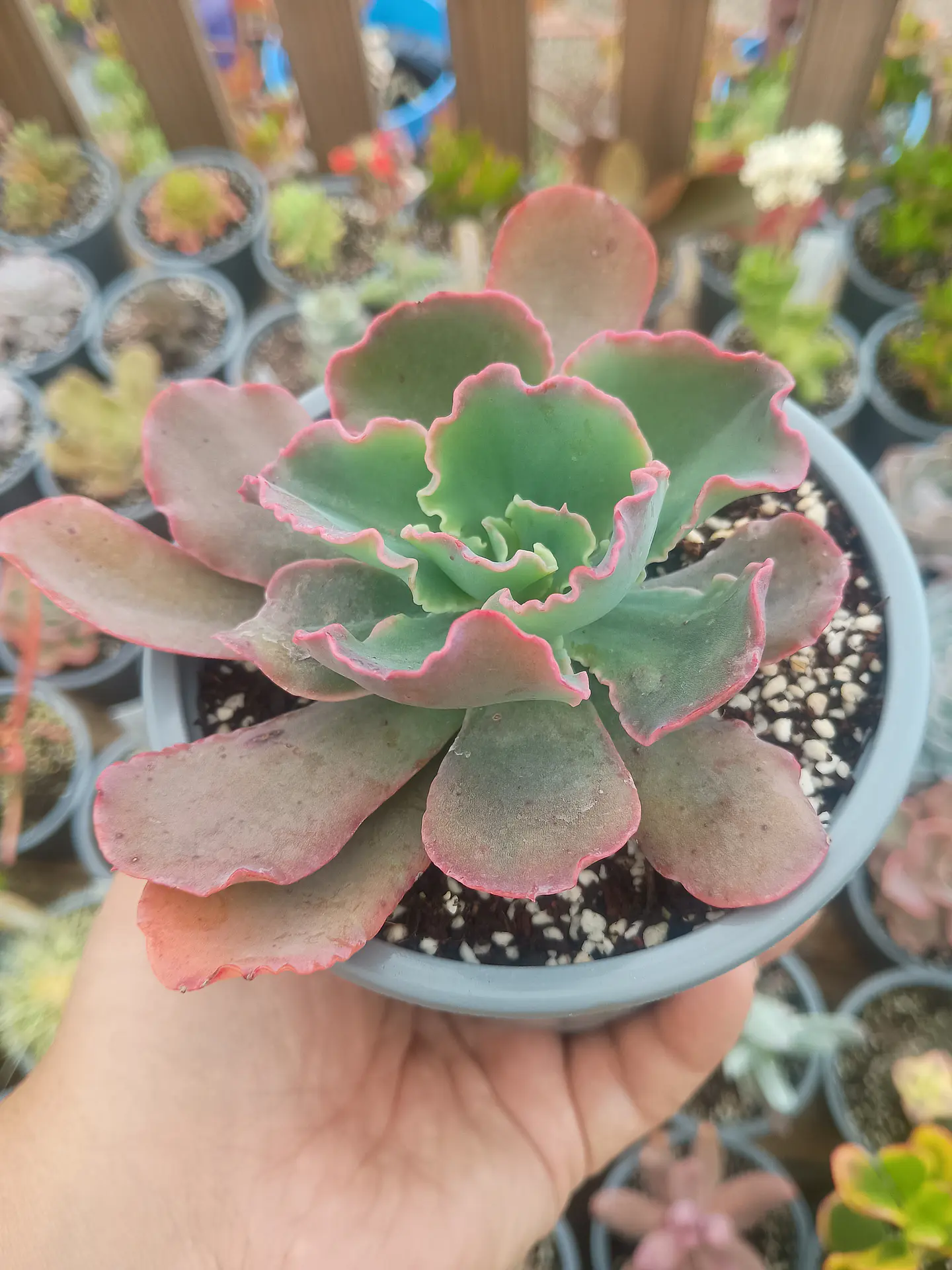 Echeveria Red Ruffles (rulosa) 2