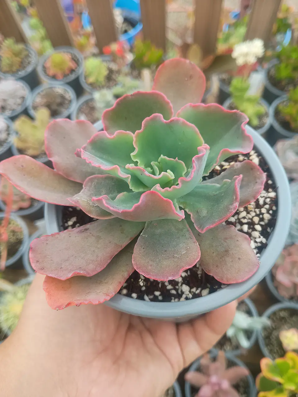 Echeveria Red Ruffles (rulosa) 2
