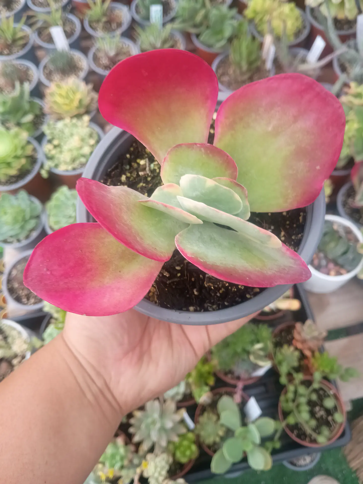 Kalanchoe Fantastic 3