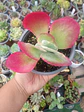 Kalanchoe Fantastic - Miniatura 3