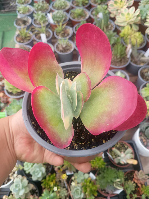 Kalanchoe Fantastic