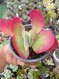 Kalanchoe Fantastic - Miniatura 2