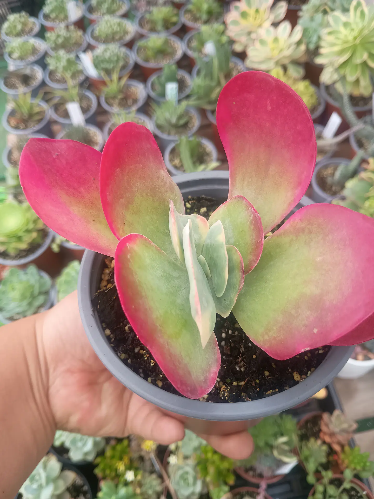 Kalanchoe Fantastic 1