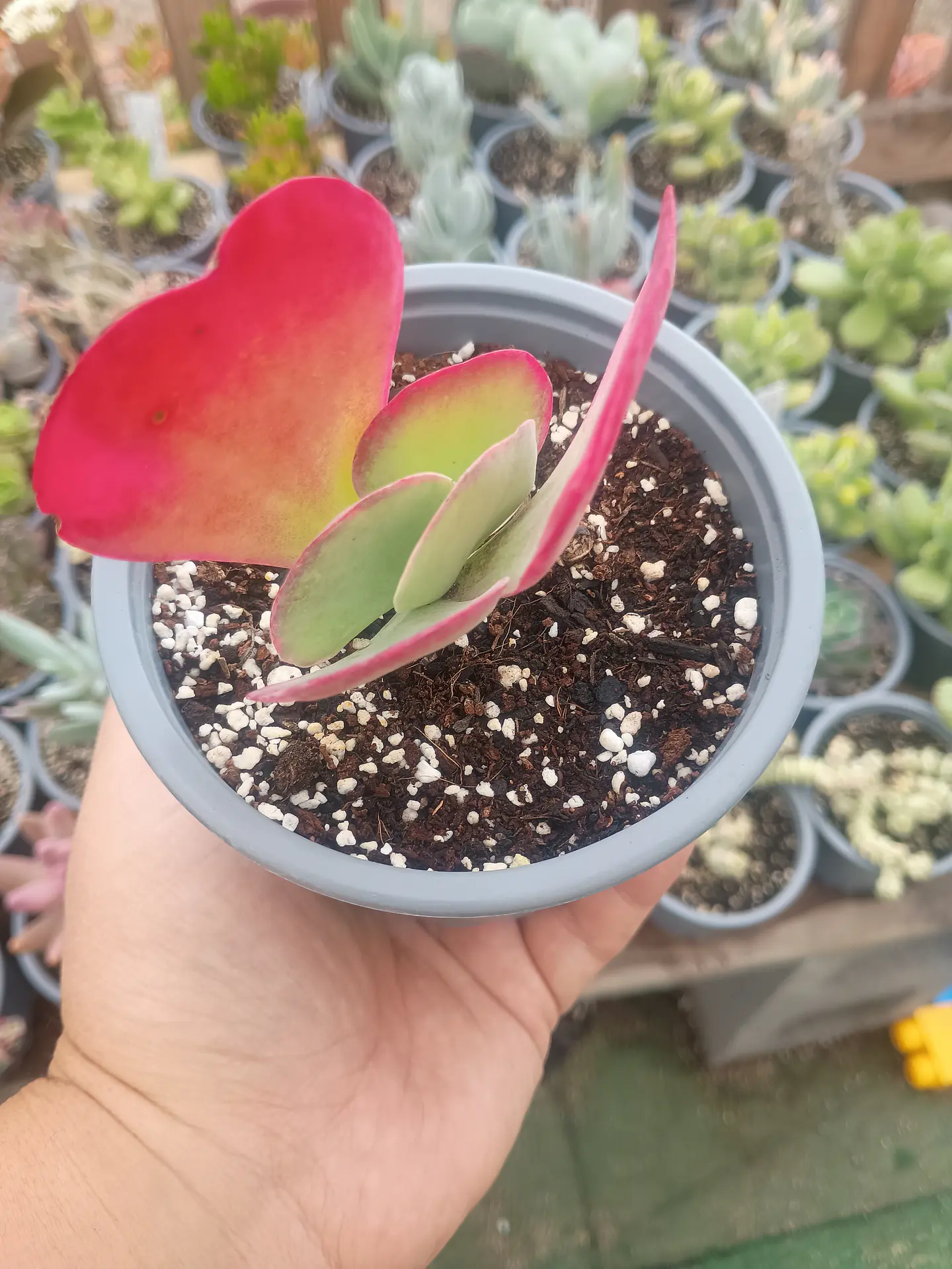 Kalanchoe Fantastic s 1