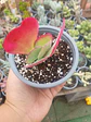 Kalanchoe Fantastic s - Miniatura 1