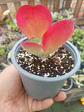 Kalanchoe Fantastic s - Miniatura 2