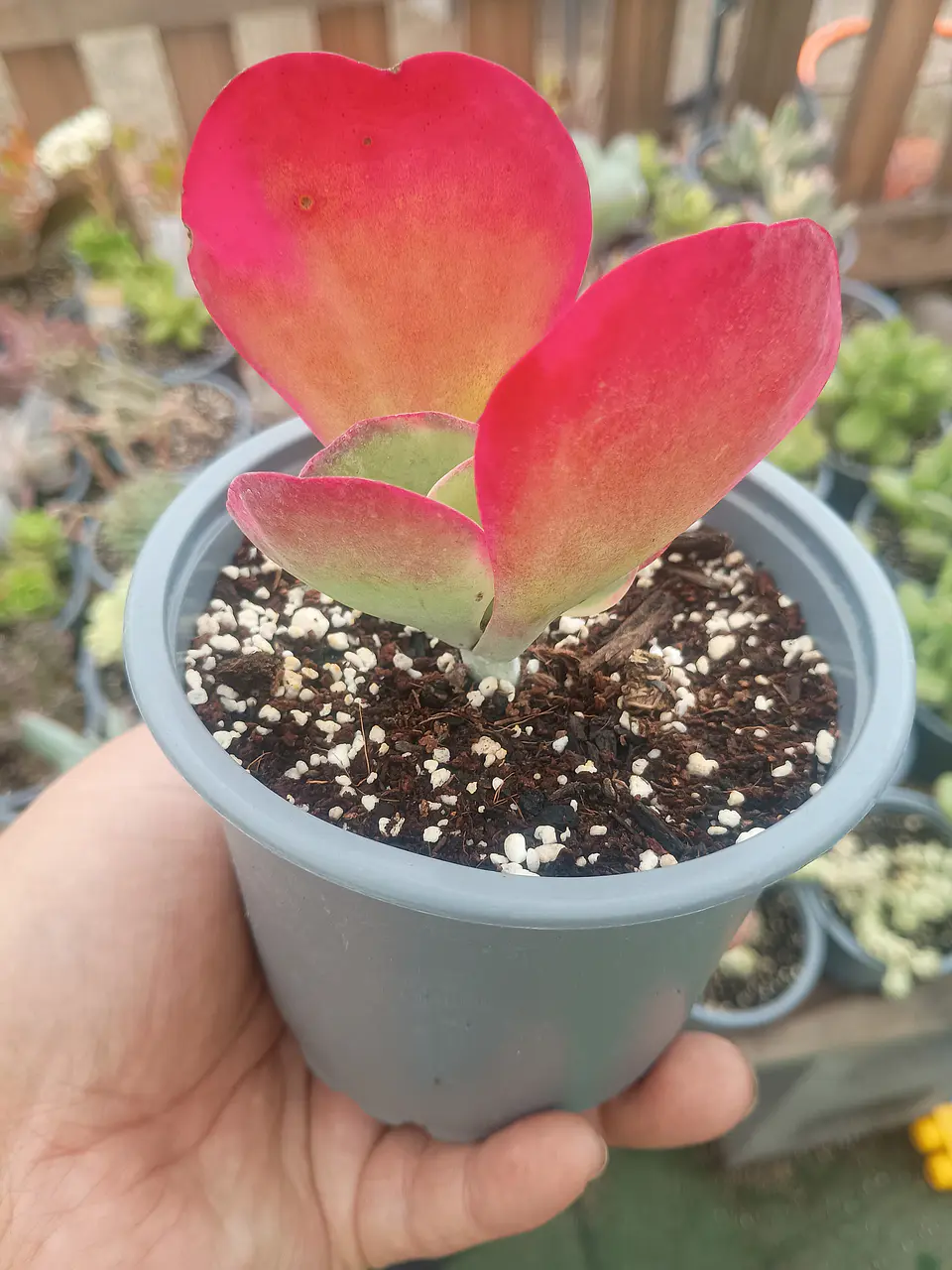 Kalanchoe Fantastic s 2